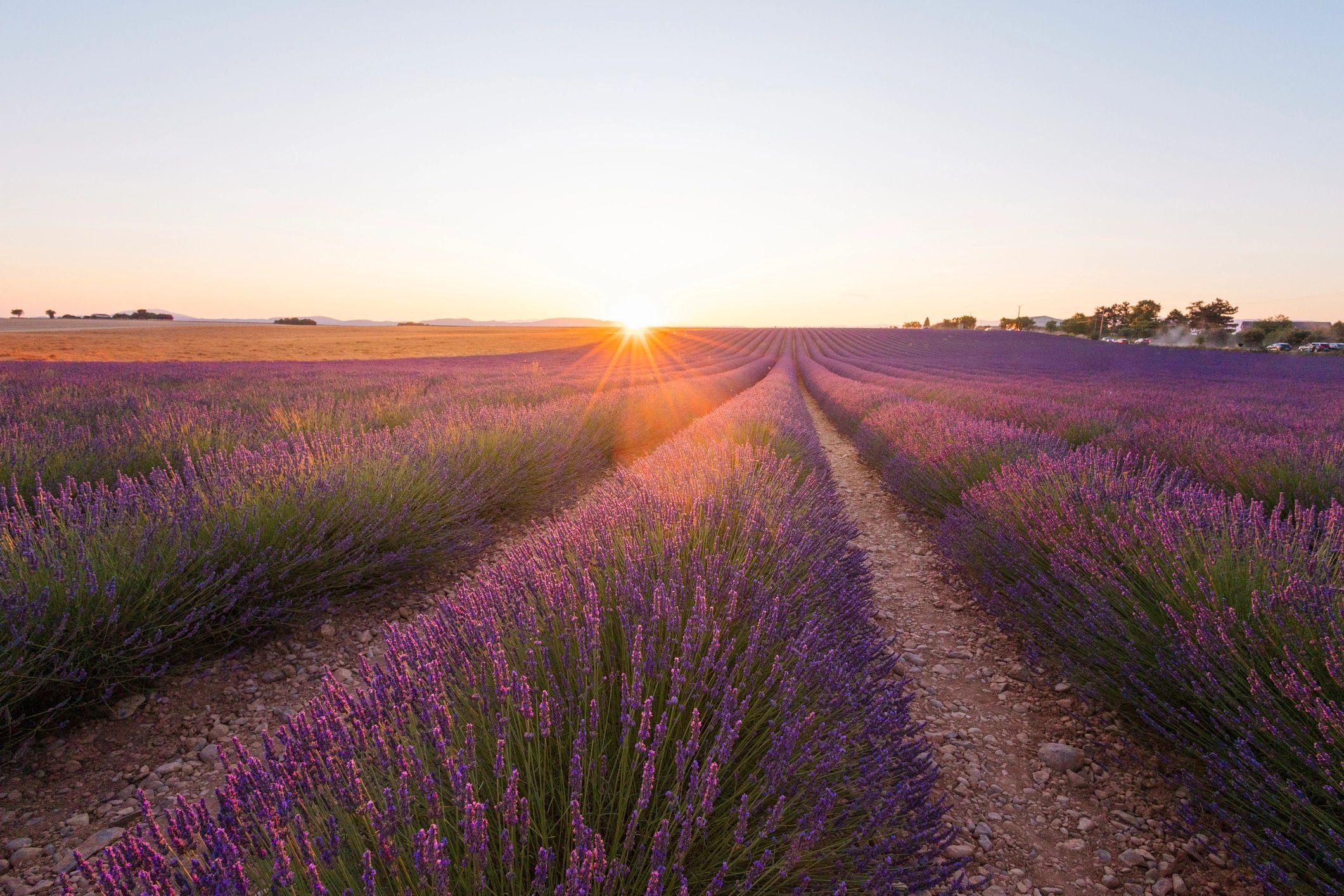 Lavender fields in Provence